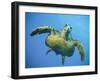 A Green Turtle Underwater in the Caribbean-Eric Peter Black-Framed Photographic Print