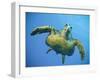 A Green Turtle Underwater in the Caribbean-Eric Peter Black-Framed Photographic Print