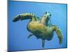 A Green Turtle Underwater in the Caribbean-Eric Peter Black-Mounted Photographic Print