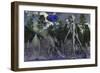 A Grey Alien Researcher Exploring Woodlands-Stocktrek Images-Framed Art Print