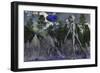 A Grey Alien Researcher Exploring Woodlands-Stocktrek Images-Framed Art Print