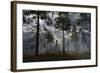 A Grey Alien Researcher Exploring Woodlands-Stocktrek Images-Framed Art Print