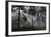 A Grey Alien Researcher Exploring Woodlands-Stocktrek Images-Framed Art Print