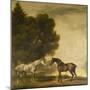 A Grey and a Bay in a Landscape-George Stubbs-Mounted Giclee Print