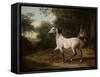 A Grey Arab Stallion in a Wooded Landscape-Jacques-Laurent Agasse-Framed Stretched Canvas