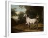 A Grey Arab Stallion in a Wooded Landscape-Jacques-Laurent Agasse-Framed Giclee Print