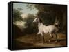 A Grey Arab Stallion in a Wooded Landscape-Jacques-Laurent Agasse-Framed Stretched Canvas