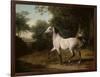 A Grey Arab Stallion in a Wooded Landscape-Jacques-Laurent Agasse-Framed Giclee Print