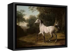 A Grey Arab Stallion in a Wooded Landscape-Jacques-Laurent Agasse-Framed Stretched Canvas