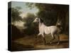 A Grey Arab Stallion in a Wooded Landscape-Jacques-Laurent Agasse-Stretched Canvas