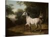 A Grey Arab Stallion in a Wooded Landscape-Jacques-Laurent Agasse-Stretched Canvas