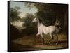 A Grey Arab Stallion in a Wooded Landscape-Jacques-Laurent Agasse-Framed Stretched Canvas