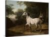 A Grey Arab Stallion in a Wooded Landscape-Jacques-Laurent Agasse-Stretched Canvas