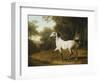 A Grey Arab Stallion in a Wooded Landscape-Jacques-Laurent Agasse-Framed Giclee Print