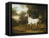 A Grey Arab Stallion in a Wooded Landscape-Jacques-Laurent Agasse-Framed Stretched Canvas