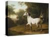 A Grey Arab Stallion in a Wooded Landscape-Jacques-Laurent Agasse-Stretched Canvas