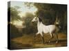 A Grey Arab Stallion in a Wooded Landscape-Jacques-Laurent Agasse-Stretched Canvas