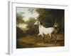 A Grey Arab Stallion in a Wooded Landscape-Jacques-Laurent Agasse-Framed Giclee Print