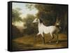 A Grey Arab Stallion in a Wooded Landscape-Jacques-Laurent Agasse-Framed Stretched Canvas