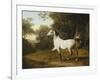 A Grey Arab Stallion in a Wooded Landscape-Jacques-Laurent Agasse-Framed Giclee Print