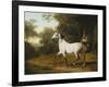 A Grey Arab Stallion in a Wooded Landscape-Jacques-Laurent Agasse-Framed Giclee Print