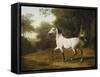 A Grey Arab Stallion in a Wooded Landscape-Jacques-Laurent Agasse-Framed Stretched Canvas