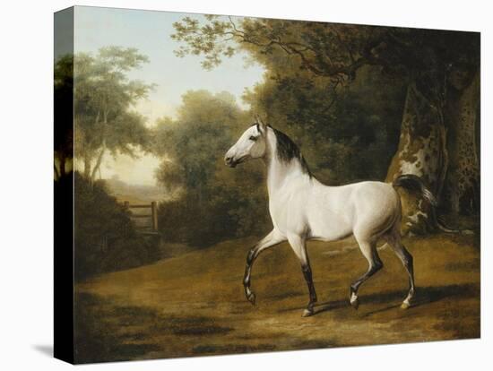 A Grey Arab Stallion in a Wooded Landscape-Jacques-Laurent Agasse-Stretched Canvas