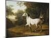 A Grey Arab Stallion in a Wooded Landscape-Jacques-Laurent Agasse-Mounted Giclee Print