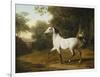 A Grey Arab Stallion in a Wooded Landscape-Jacques-Laurent Agasse-Framed Giclee Print