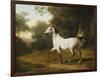 A Grey Arab Stallion in a Wooded Landscape-Jacques-Laurent Agasse-Framed Giclee Print