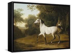 A Grey Arab Stallion in a Wooded Landscape-Jacques-Laurent Agasse-Framed Stretched Canvas