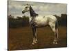 A Grey Camarguen Stallion in a Clearing-Rosa Bonheur-Stretched Canvas
