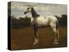 A Grey Camarguen Stallion in a Clearing-Rosa Bonheur-Stretched Canvas