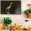 A grey heron (Ardea cinerea) in the River Khwai, Botswana, Africa-Sergio Pitamitz-Framed Stretched Canvas displayed on a wall