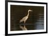 A grey heron (Ardea cinerea) in the River Khwai, Botswana, Africa-Sergio Pitamitz-Framed Photographic Print