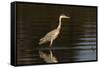 A grey heron (Ardea cinerea) in the River Khwai, Botswana, Africa-Sergio Pitamitz-Framed Stretched Canvas