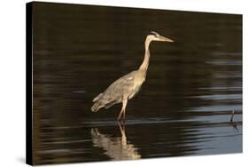 A grey heron (Ardea cinerea) in the River Khwai, Botswana, Africa-Sergio Pitamitz-Stretched Canvas