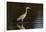 A grey heron (Ardea cinerea) in the River Khwai, Botswana, Africa-Sergio Pitamitz-Framed Photographic Print