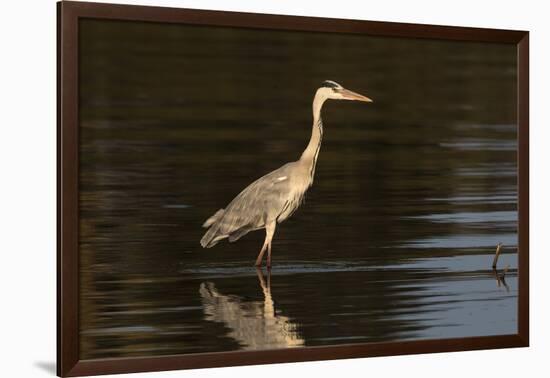 A grey heron (Ardea cinerea) in the River Khwai, Botswana, Africa-Sergio Pitamitz-Framed Photographic Print