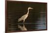 A grey heron (Ardea cinerea) in the River Khwai, Botswana, Africa-Sergio Pitamitz-Framed Photographic Print