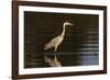 A grey heron (Ardea cinerea) in the River Khwai, Botswana, Africa-Sergio Pitamitz-Framed Photographic Print