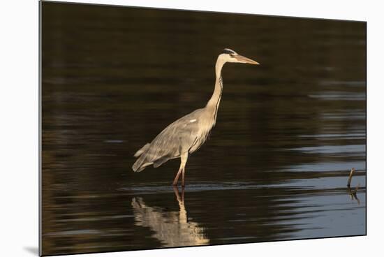 A grey heron (Ardea cinerea) in the River Khwai, Botswana, Africa-Sergio Pitamitz-Mounted Photographic Print