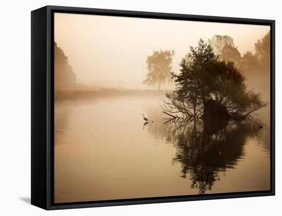 A Grey Heron, Ardea Cinerea, Waits to Catch Fish on Pen Ponds-Alex Saberi-Framed Stretched Canvas