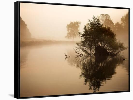 A Grey Heron, Ardea Cinerea, Waits to Catch Fish on Pen Ponds-Alex Saberi-Framed Stretched Canvas