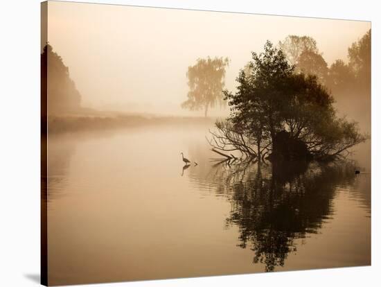 A Grey Heron, Ardea Cinerea, Waits to Catch Fish on Pen Ponds-Alex Saberi-Stretched Canvas