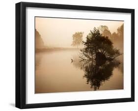 A Grey Heron, Ardea Cinerea, Waits to Catch Fish on Pen Ponds-Alex Saberi-Framed Photographic Print