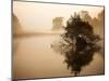 A Grey Heron, Ardea Cinerea, Waits to Catch Fish on Pen Ponds-Alex Saberi-Mounted Photographic Print