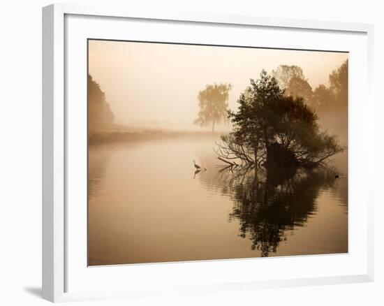 A Grey Heron, Ardea Cinerea, Waits to Catch Fish on Pen Ponds-Alex Saberi-Framed Photographic Print