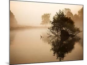 A Grey Heron, Ardea Cinerea, Waits to Catch Fish on Pen Ponds-Alex Saberi-Mounted Photographic Print