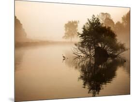 A Grey Heron, Ardea Cinerea, Waits to Catch Fish on Pen Ponds-Alex Saberi-Mounted Photographic Print